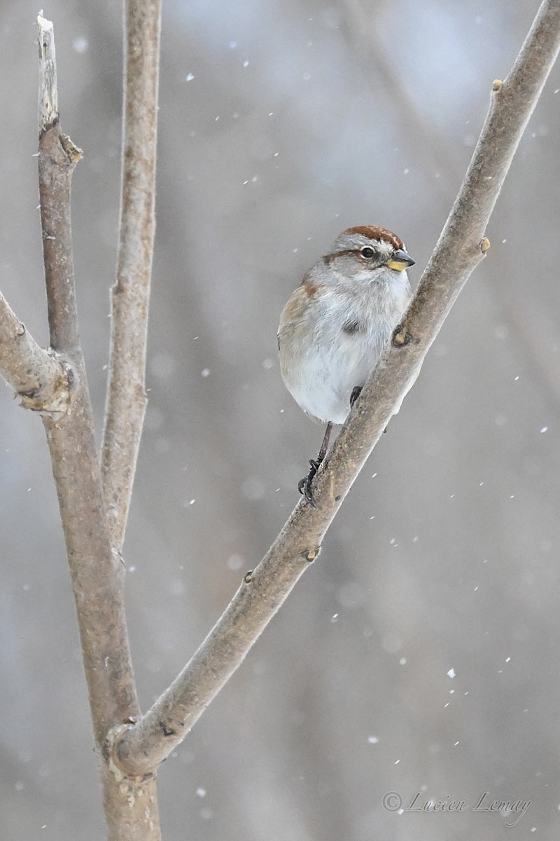 American Tree Sparrow - ML646744705