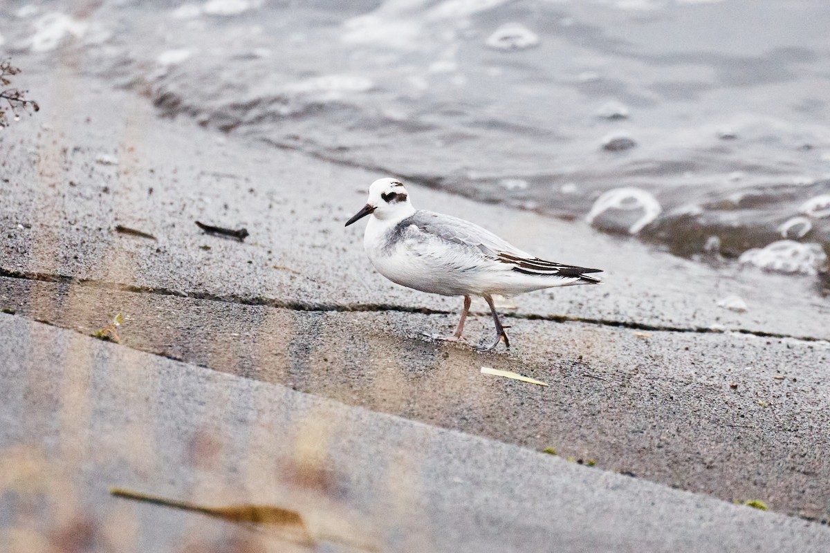 灰瓣足鷸 - ML646744707