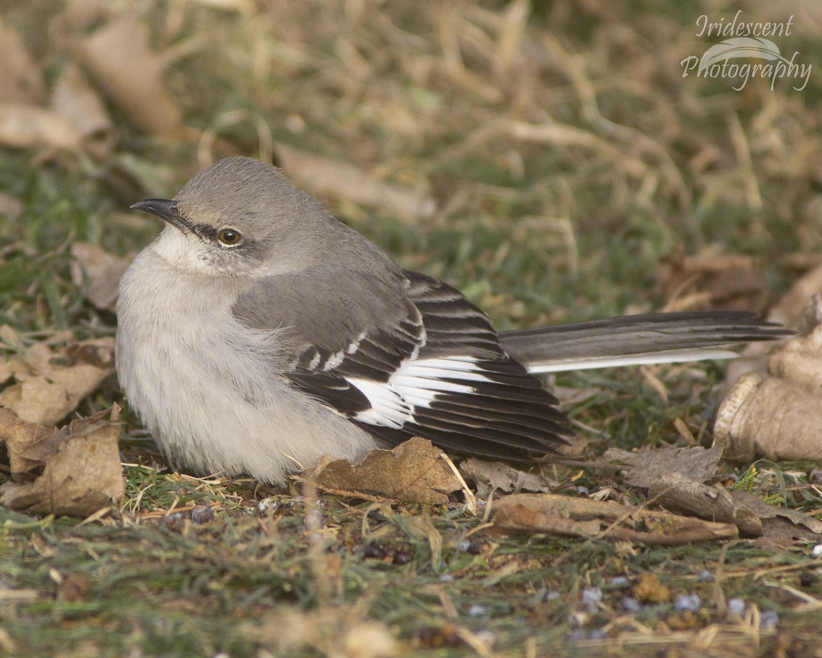 Northern Mockingbird - ML646744712