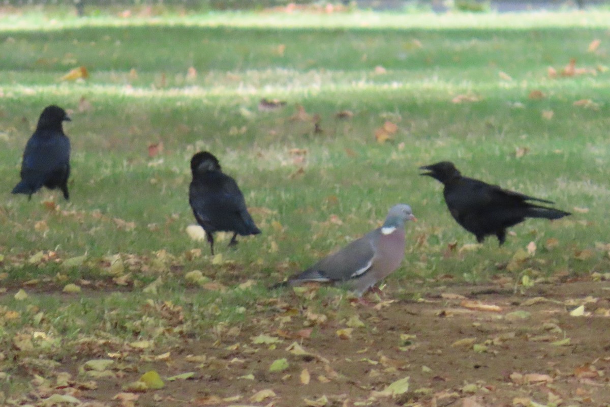 Common Wood-Pigeon - ML646744713