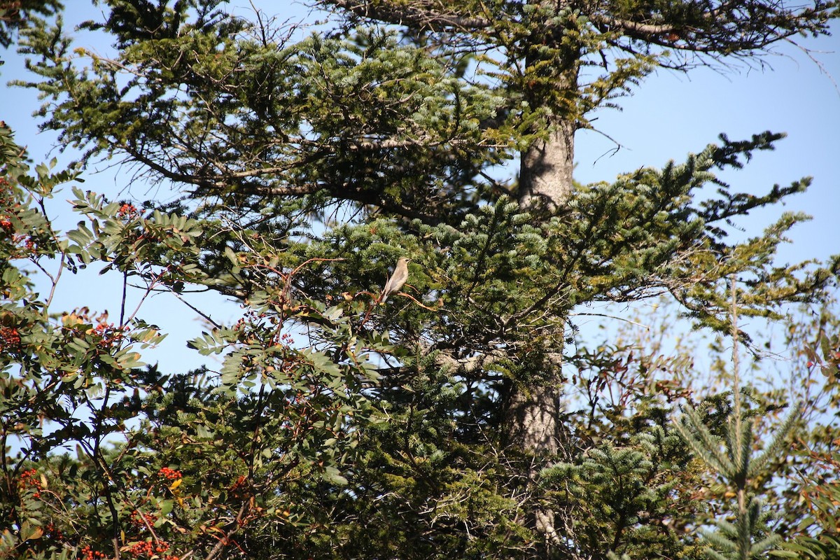 Cedar Waxwing - ML646744720