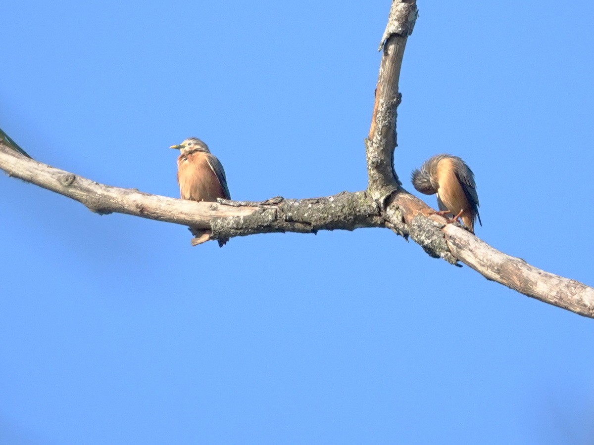 Chestnut-tailed Starling - ML646744723