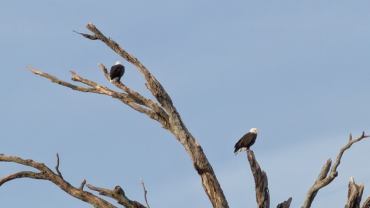 Pygargue à tête blanche - ML646744724
