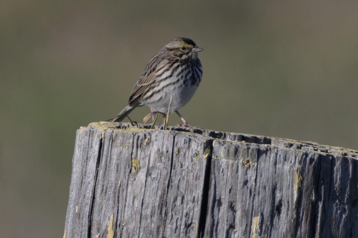 strnadec luční - ML646744726