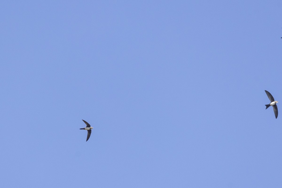 Alpine Swift - ML646744728