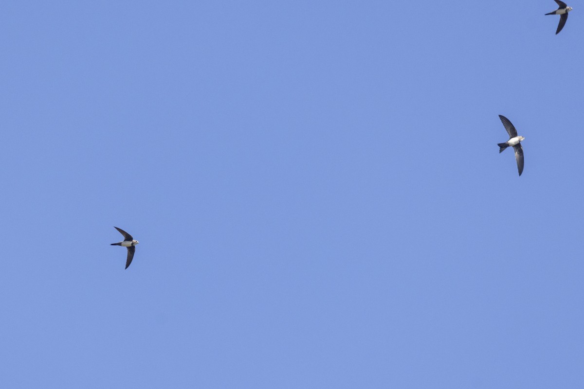 Alpine Swift - ML646744729