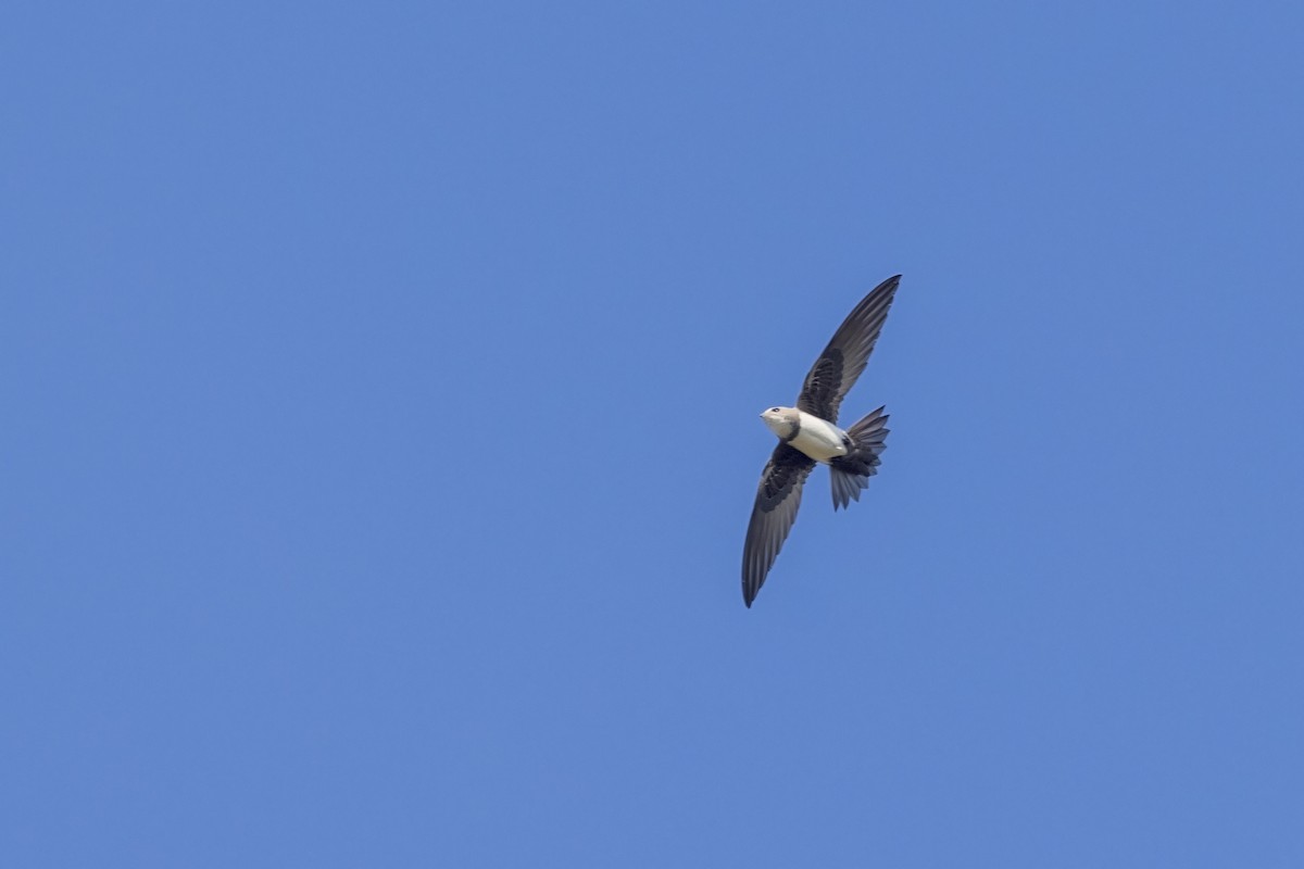 Alpine Swift - ML646744731