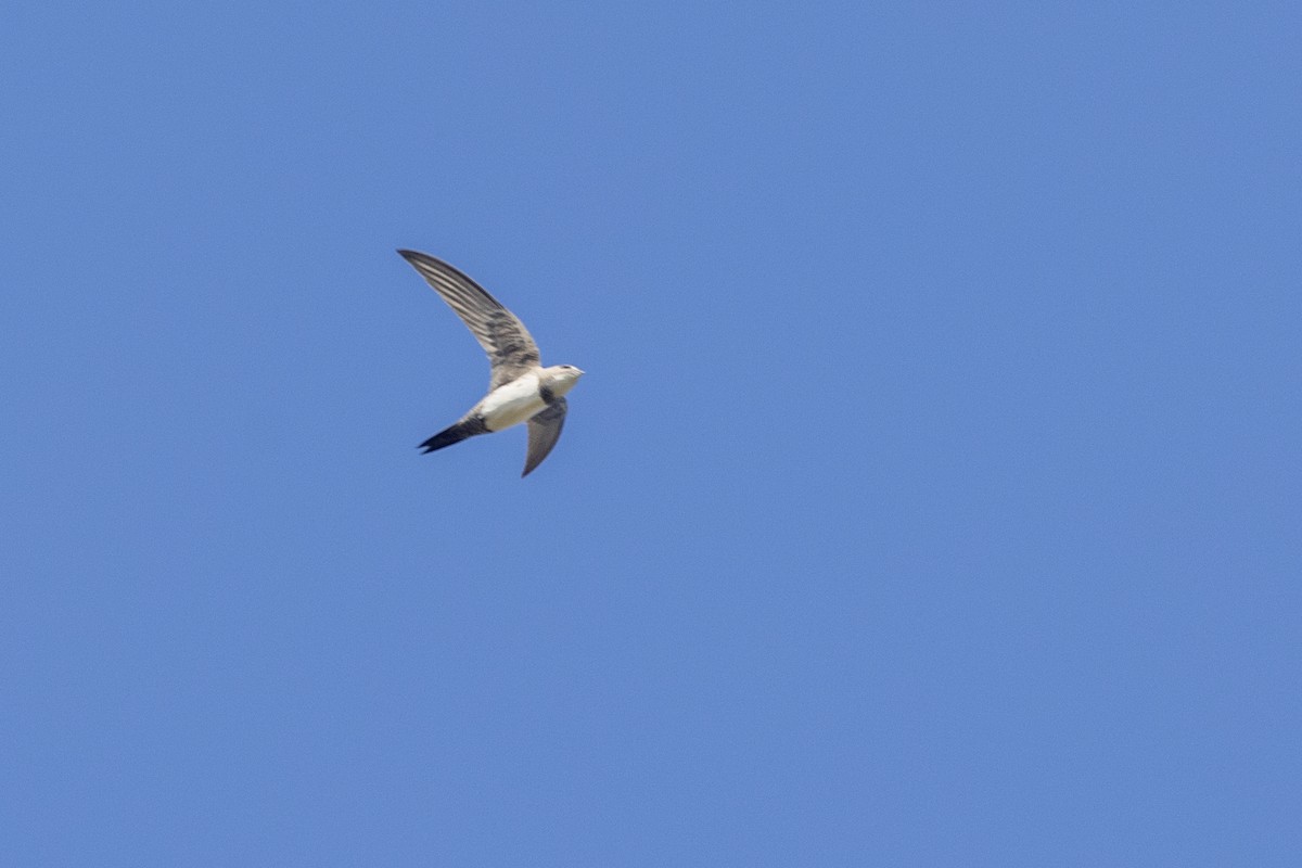 Alpine Swift - ML646744732