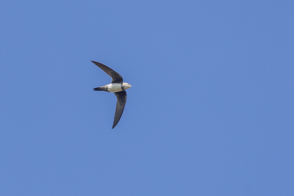 Alpine Swift - ML646744733