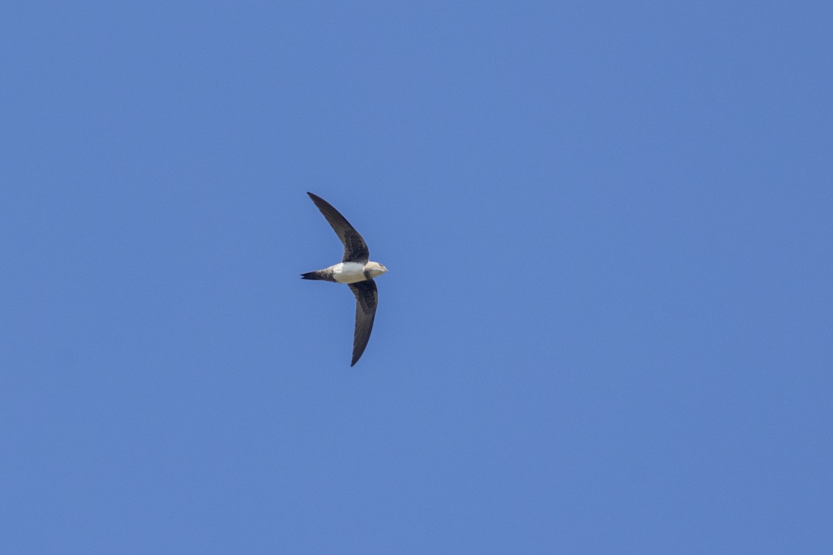 Alpine Swift - ML646744736