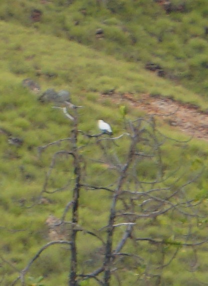 Carpophage blanc - ML646744744