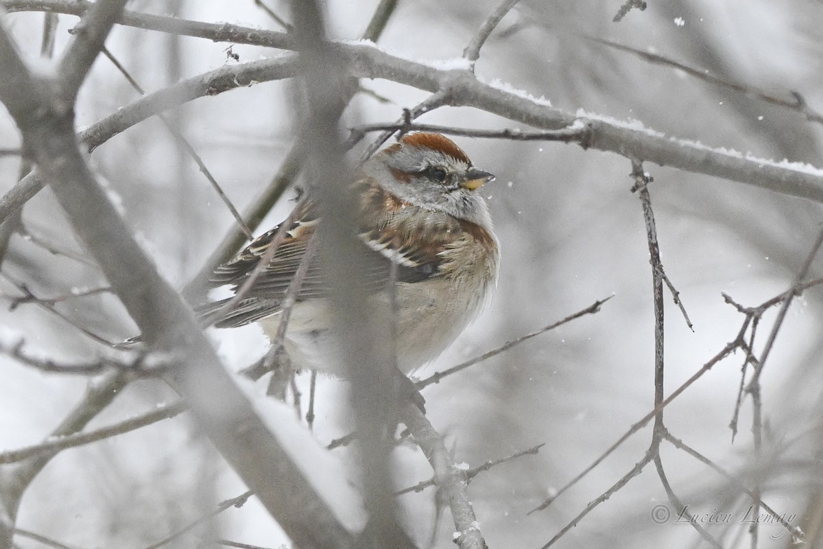 American Tree Sparrow - ML646744746