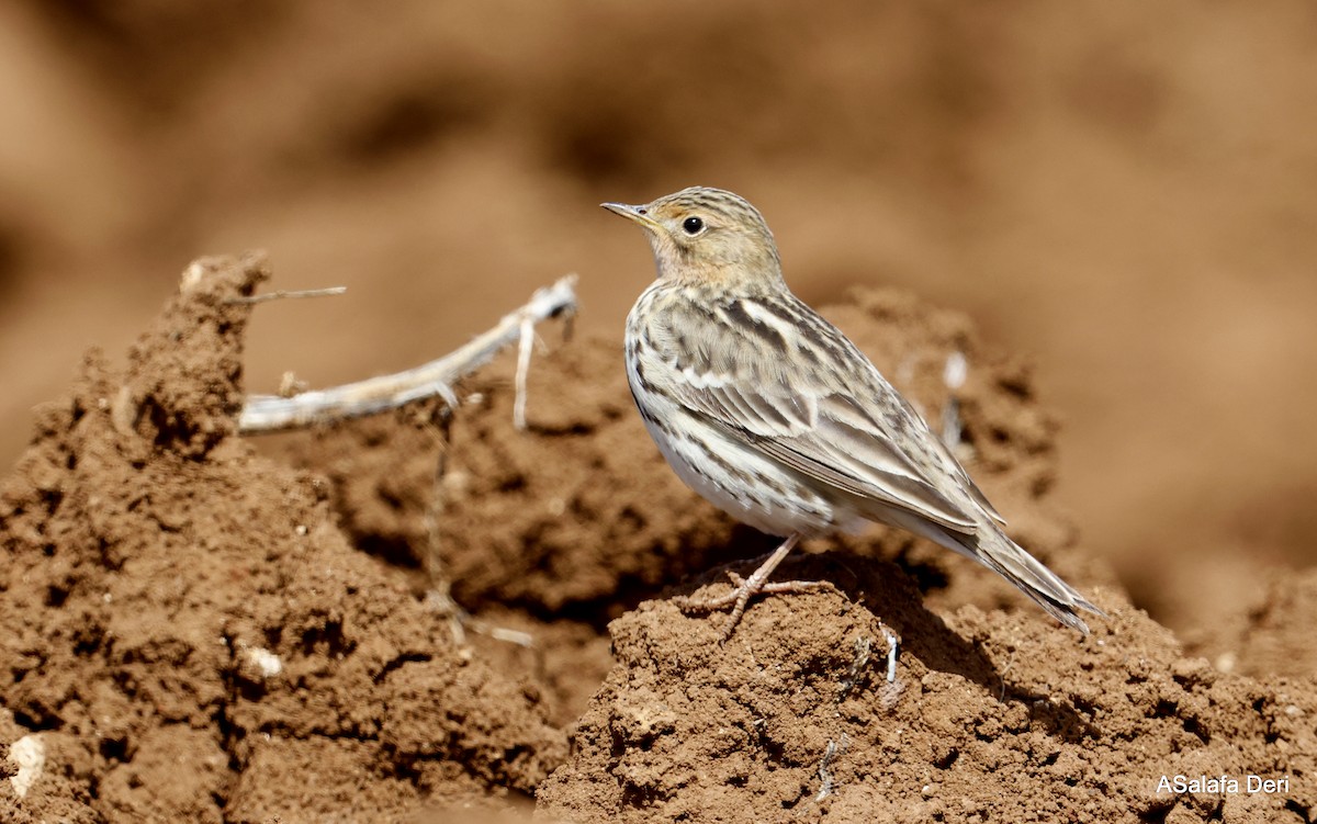 Kızıl Gerdanlı İncirkuşu - ML646744752