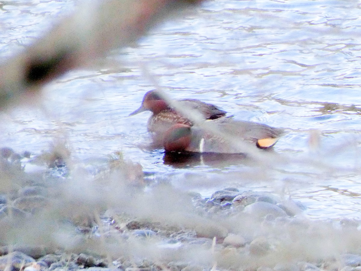 Green-winged Teal - ML646744754