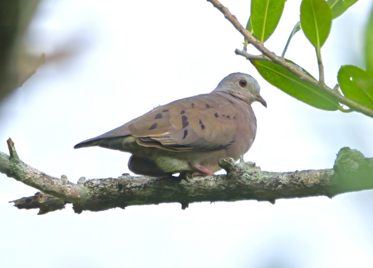 Plain-breasted Ground Dove - ML646744755