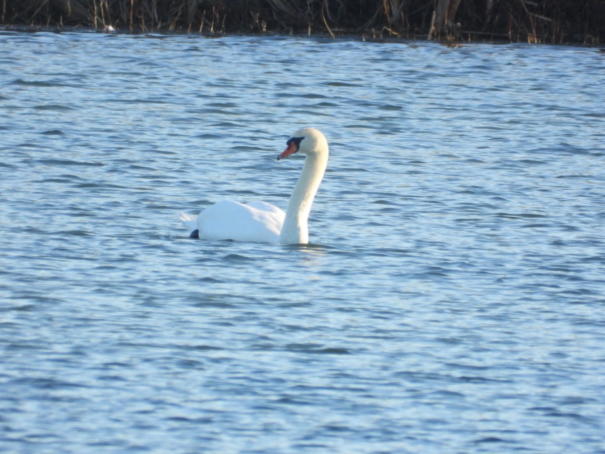 Mute Swan - ML646744757