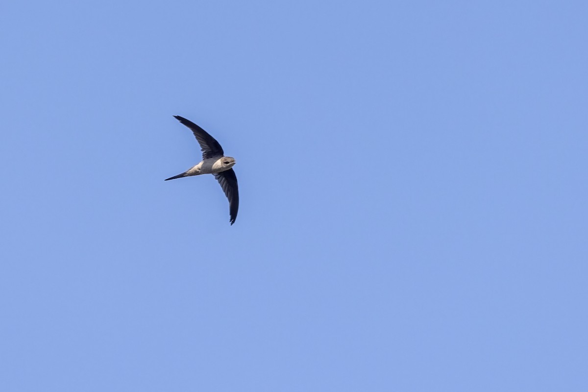 Asian Palm Swift - ML646744758