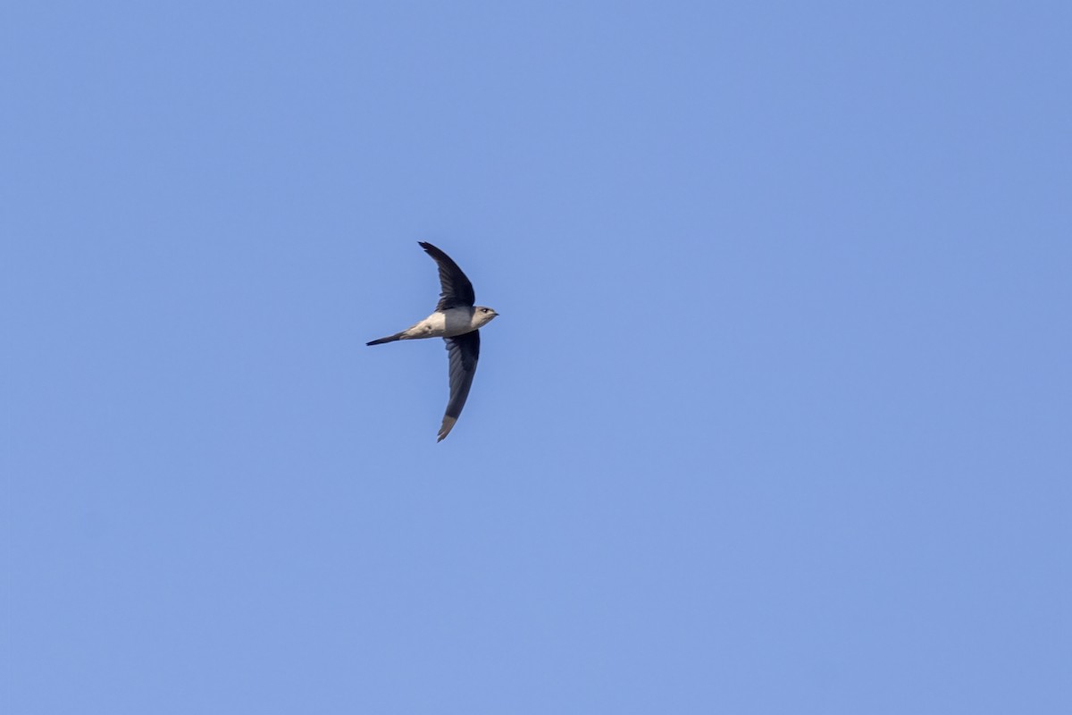 Asian Palm Swift - ML646744759