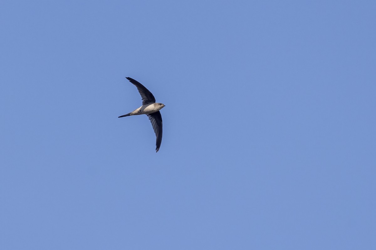 Asian Palm Swift - ML646744760
