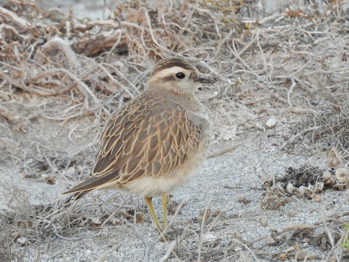Eurasian Dotterel - ML646744762