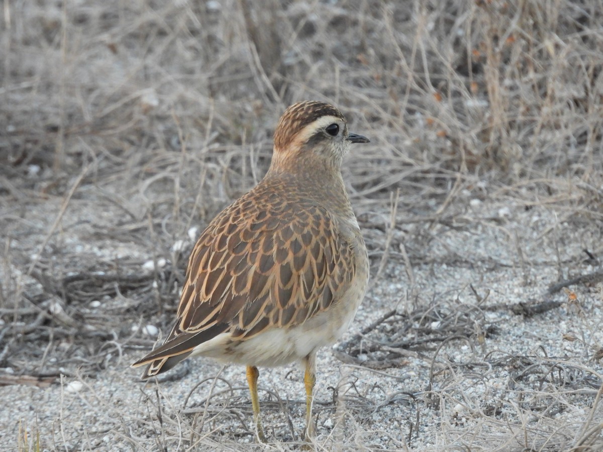 Eurasian Dotterel - ML646744763