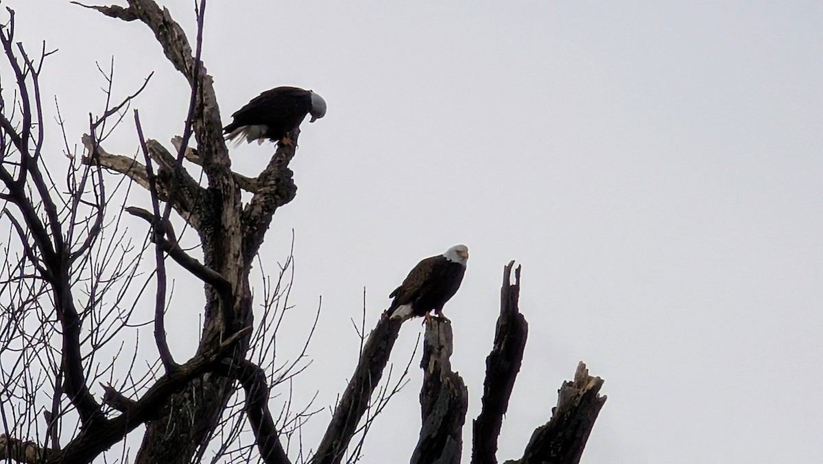 Bald Eagle - ML646744765