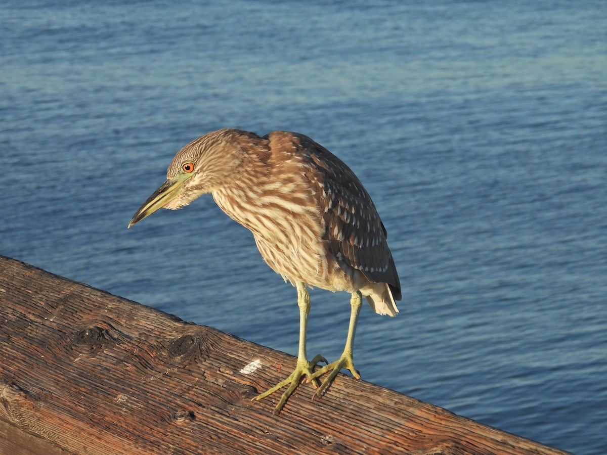 夜鷺 - ML646744766