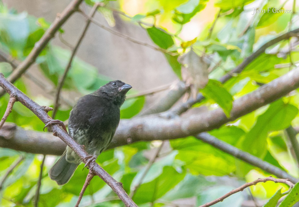Black-faced Grassquit - ML646744767