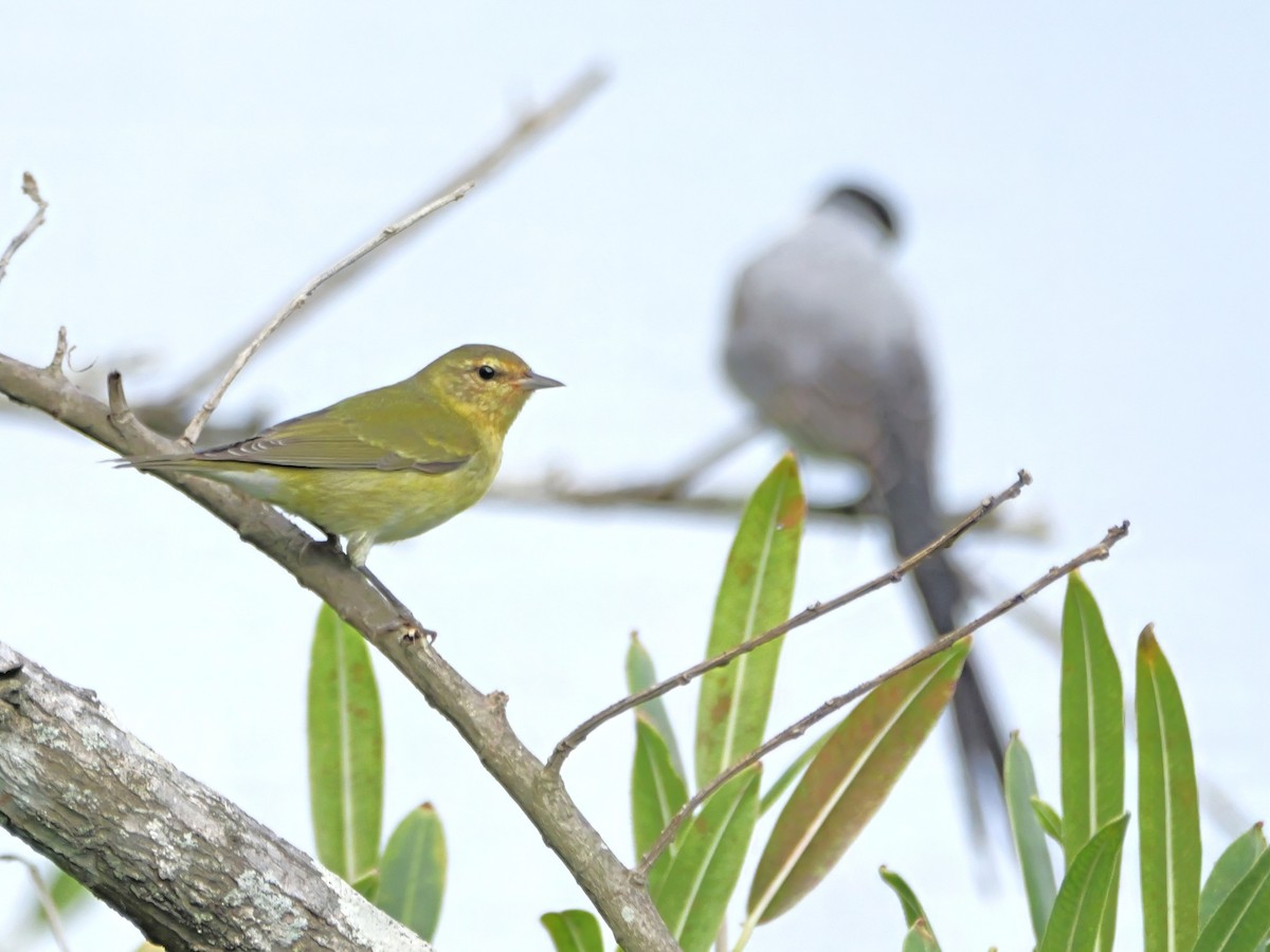 Tennessee Warbler - ML646744768
