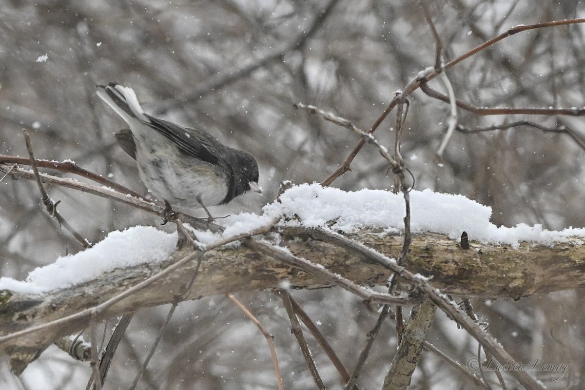 Dark-eyed Junco - ML646744770