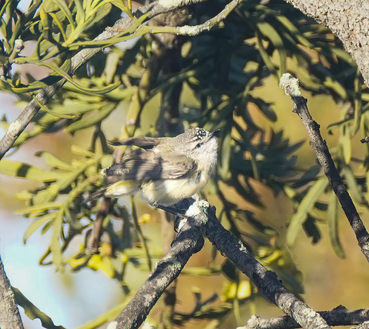 Yellow-rumped Thornbill - ML646744772