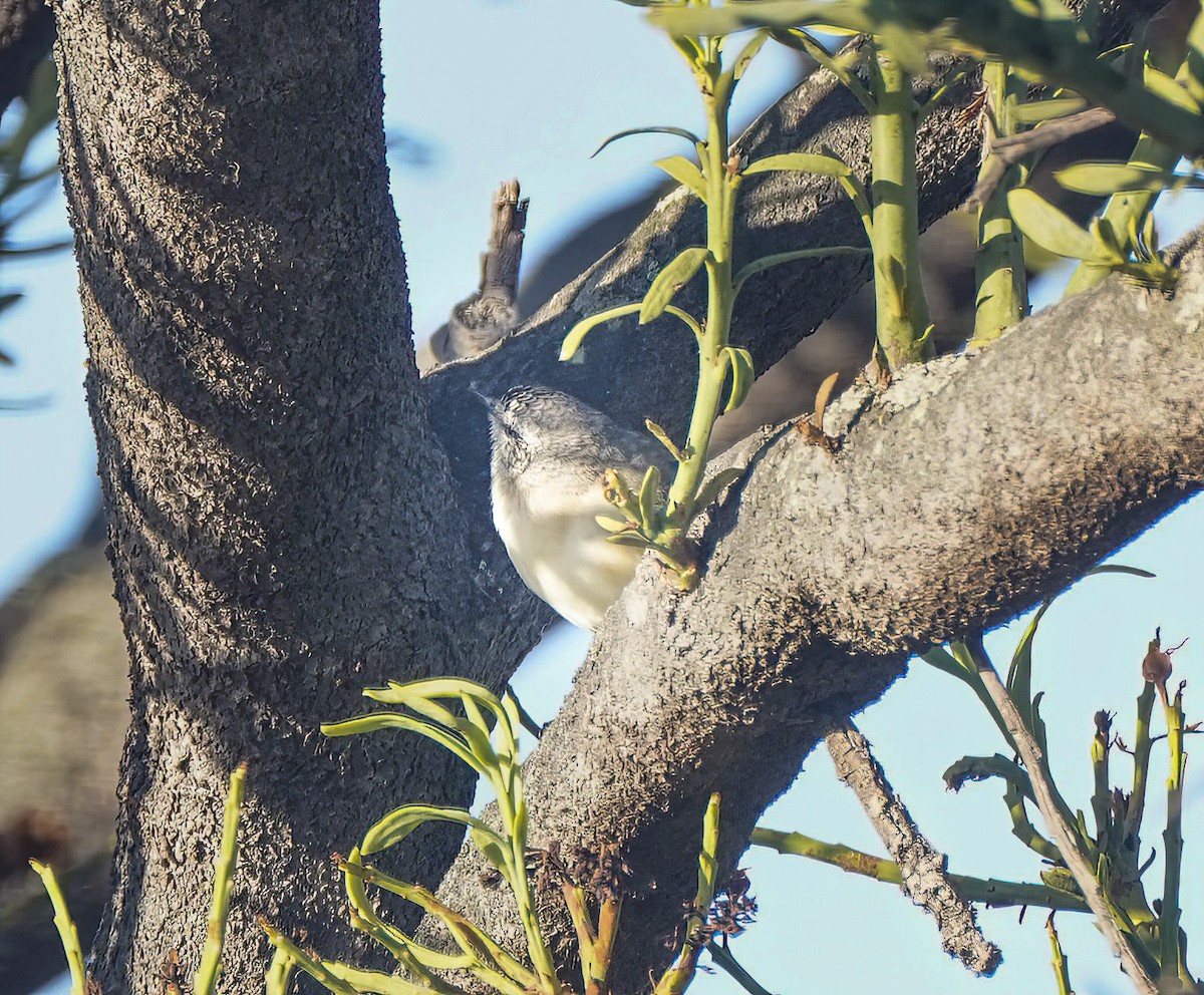 Yellow-rumped Thornbill - ML646744773
