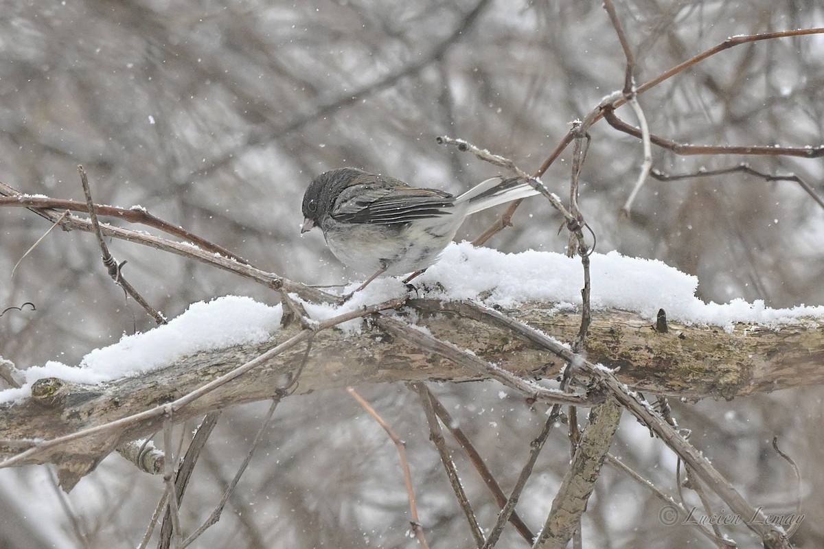Dark-eyed Junco - ML646744776