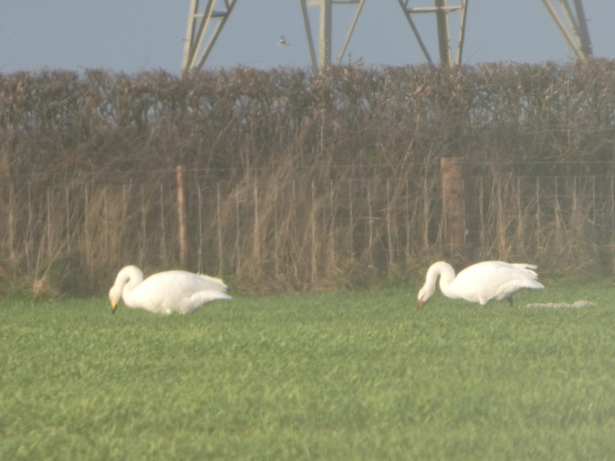 黃嘴天鵝 - ML646744786