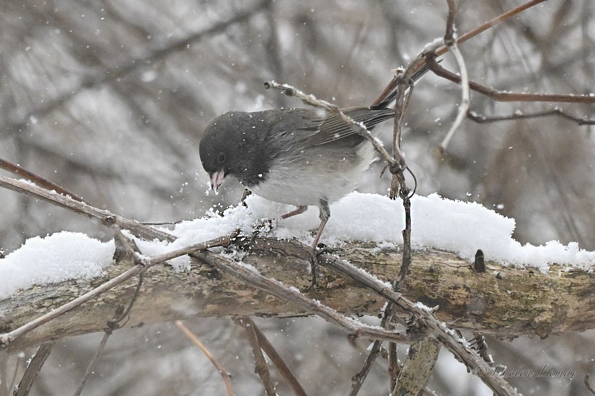 יונקו כהה-עין - ML646744788