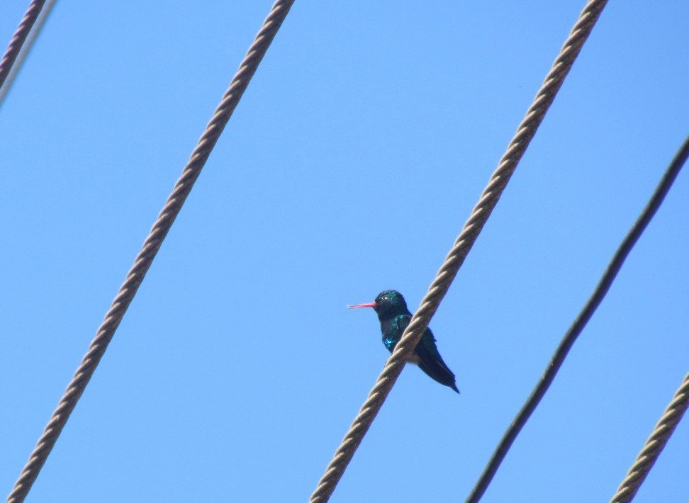 Glittering-bellied Emerald - ML646744789