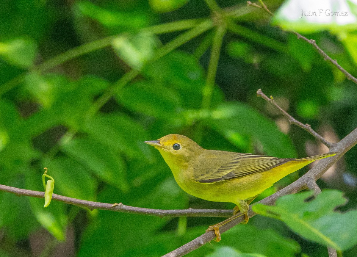 Northern Yellow Warbler - ML646744790