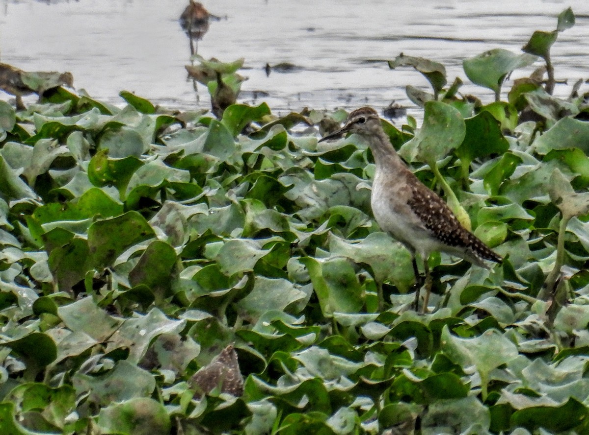 Wood Sandpiper - ML646744793