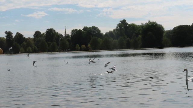 Lesser Black-backed Gull - ML646744794