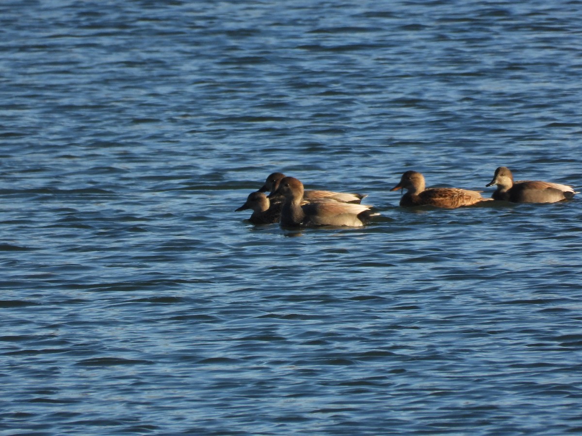 Gadwall - ML646744800