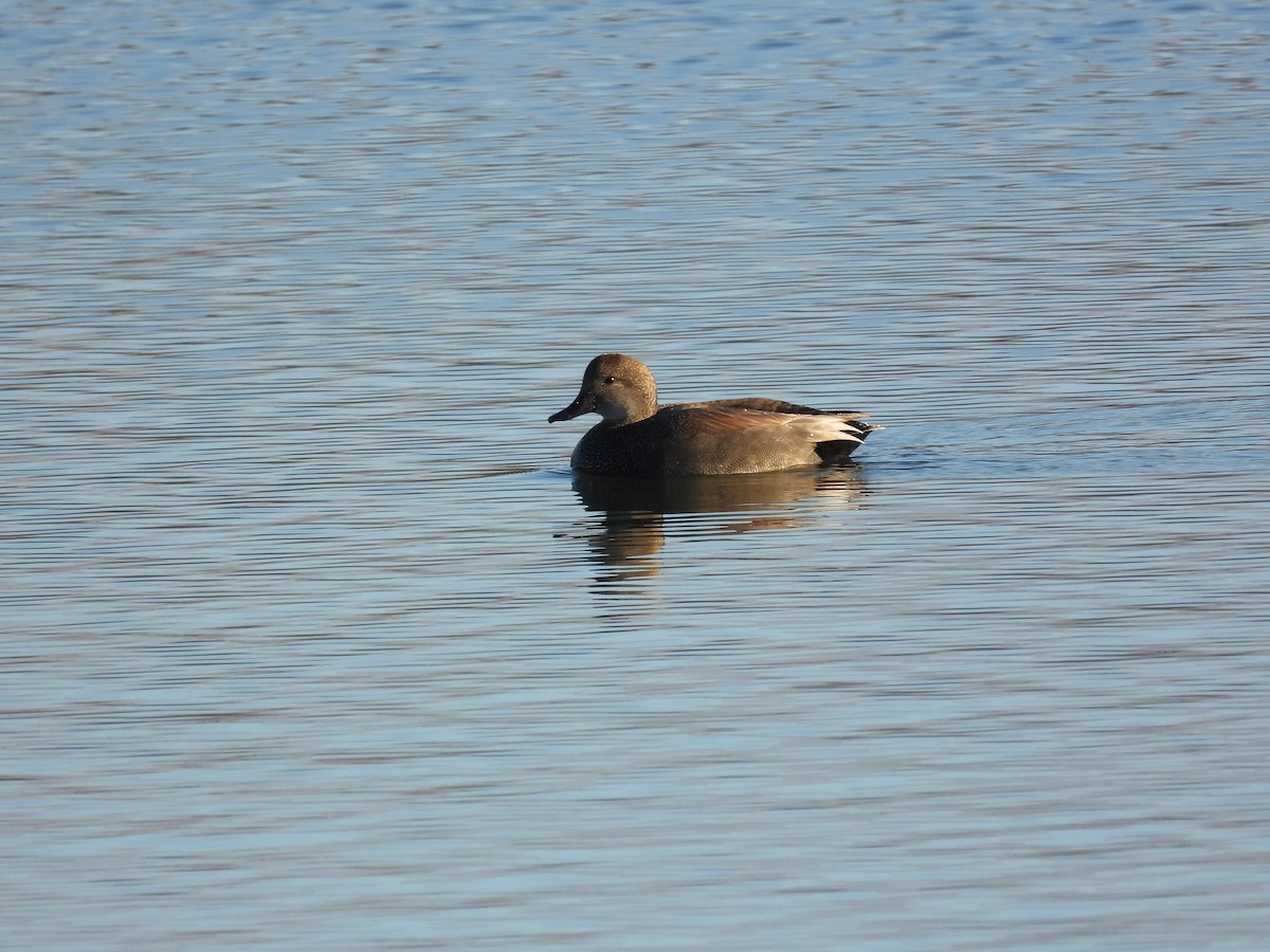 Gadwall - ML646744801