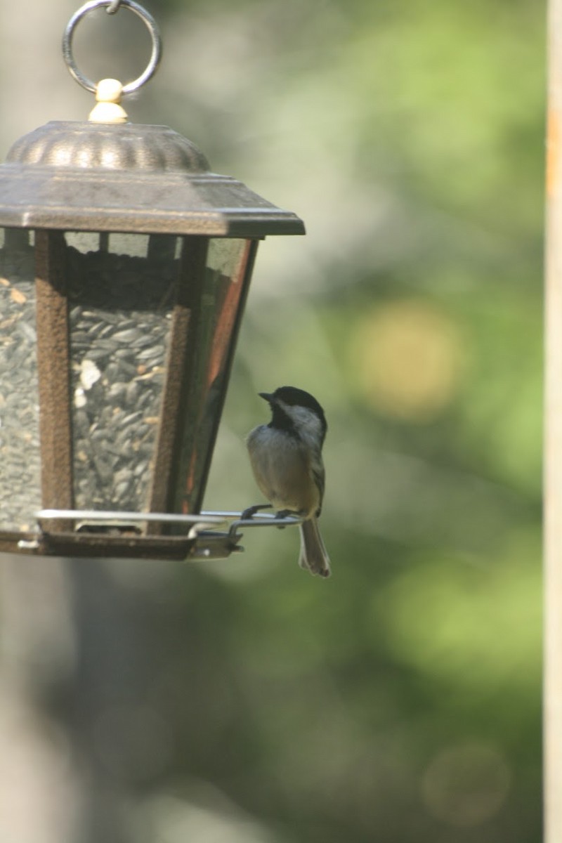 Black-capped Chickadee - ML646744803