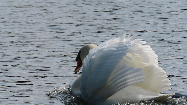 Mute Swan - ML646744804