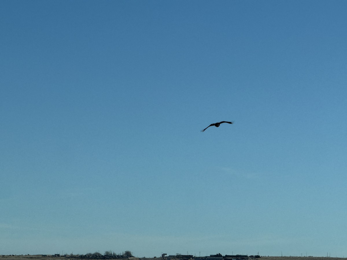 עורב שחור - ML646744805