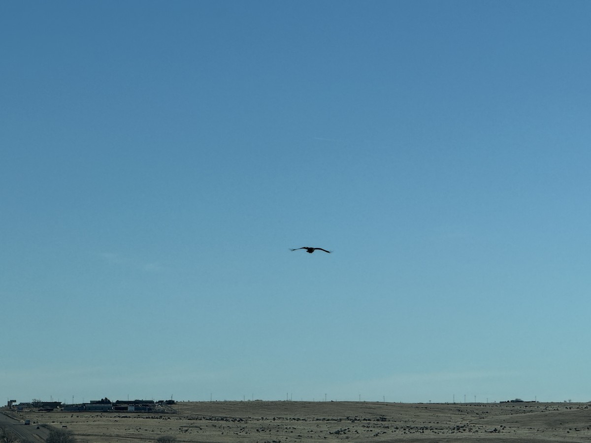 עורב שחור - ML646744806