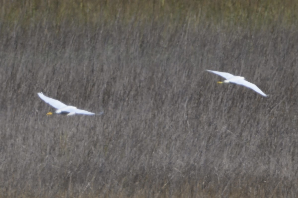 volavka bělostná - ML646744816