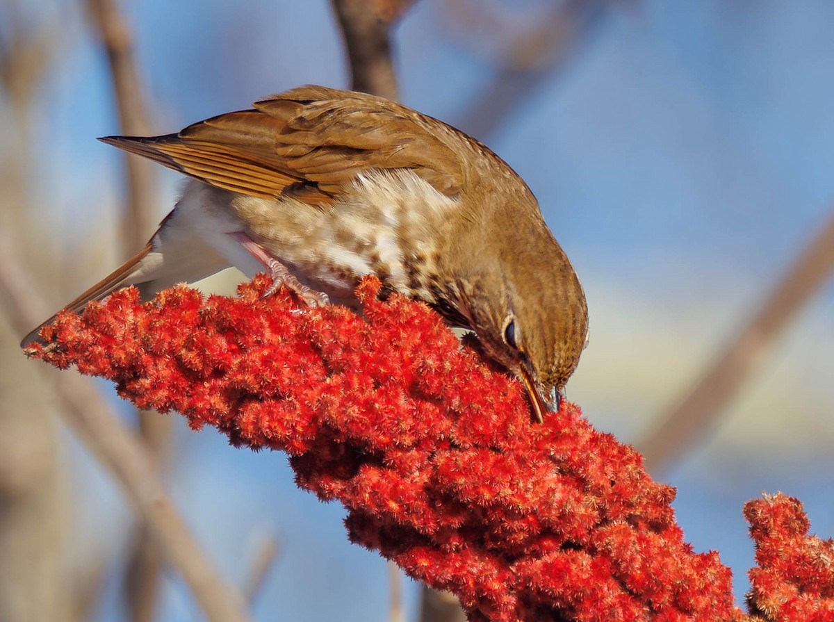 Hermit Thrush - ML646744820