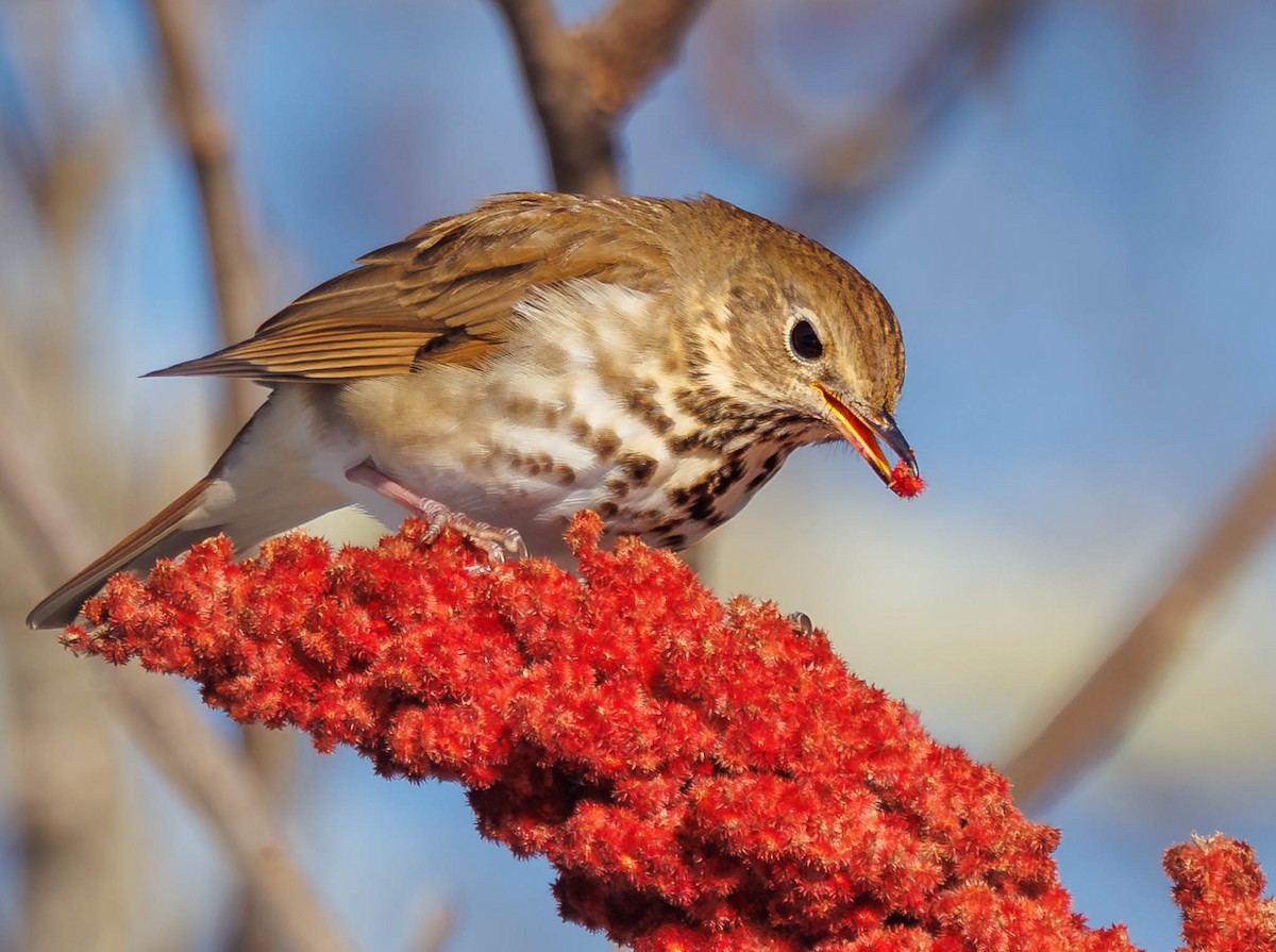 Hermit Thrush - ML646744821