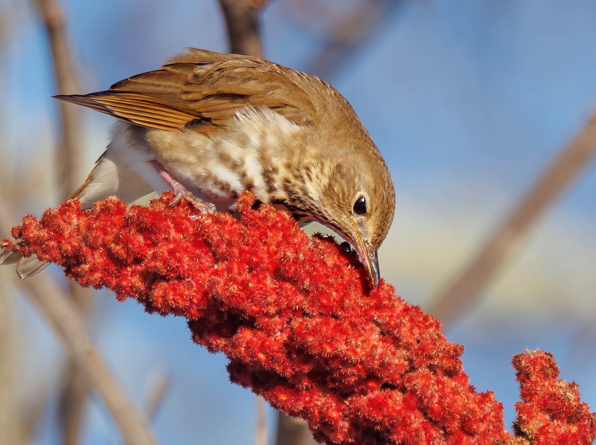 Hermit Thrush - ML646744822
