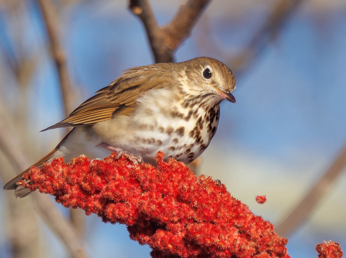 Hermit Thrush - ML646744823